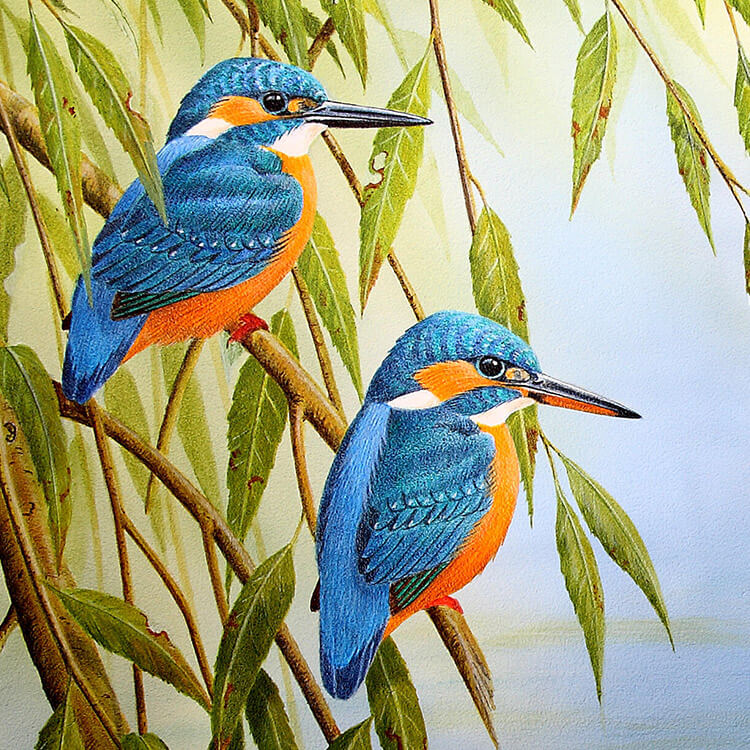 Kingfishers painting by Andrew Forkner