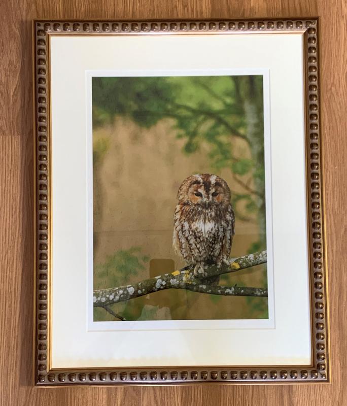 Graham Perryman: Tawny Owl