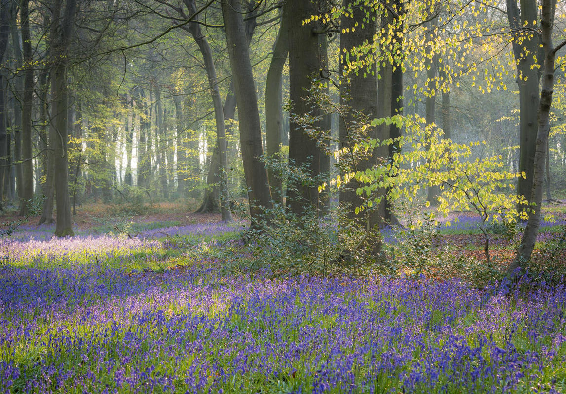 Wendy Reed: Bluebells and Beech