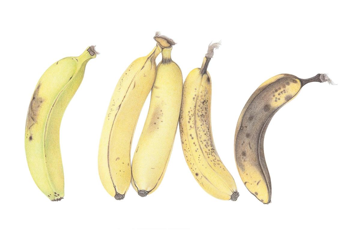 Diane Frank: Ripening Bananas