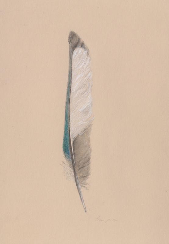 Magpie feather