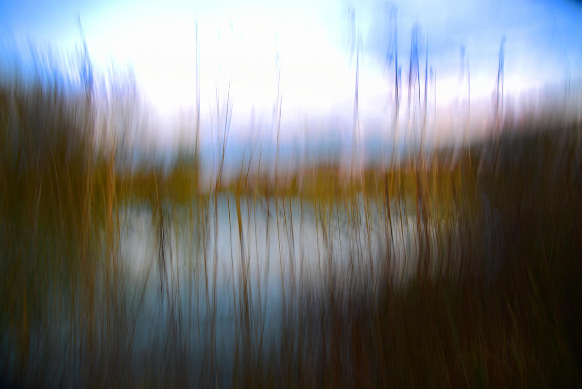 Blurred image of reeds on a riverbank