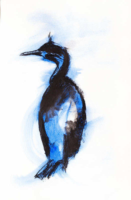 Blue Cormorant