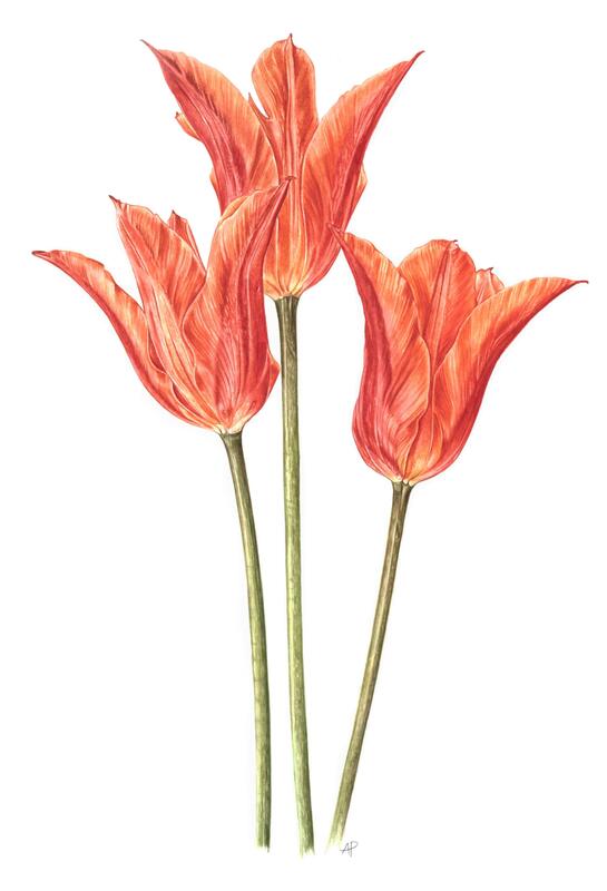 Abigail Panzeri: Tulipa Ballerina