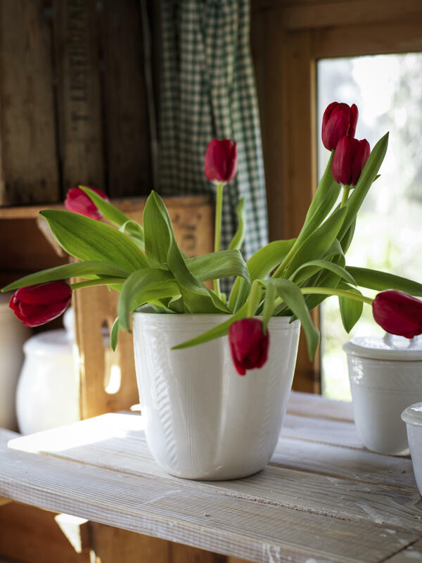 Charlotte Storrs: Trefoil tulip vase