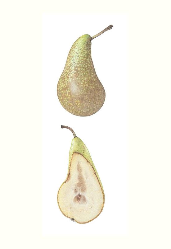 Dianne Frank: Conference Pear