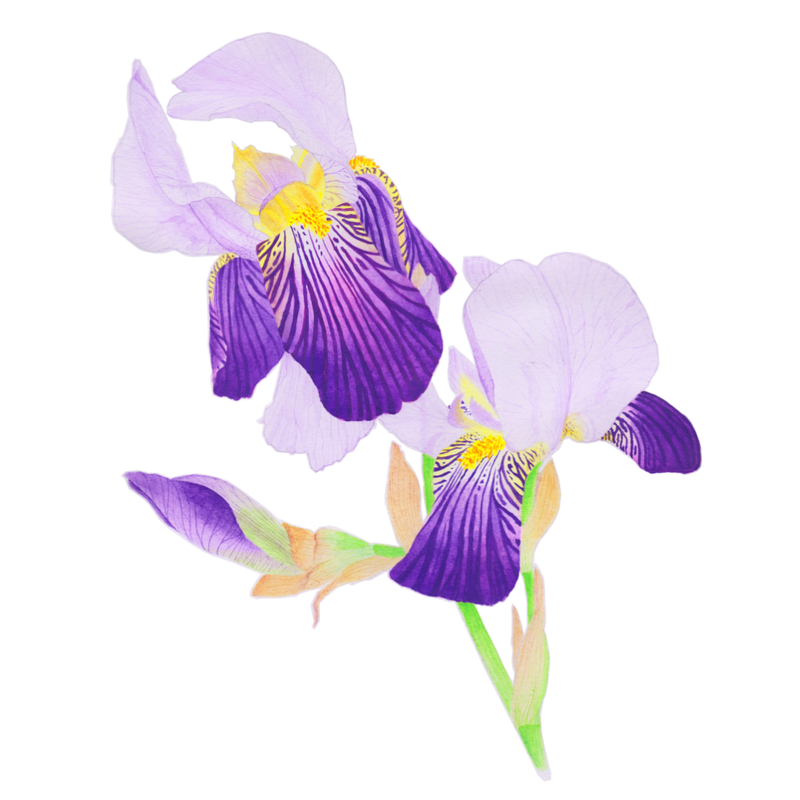 Watercolour painting of Iris blossoms and bud.