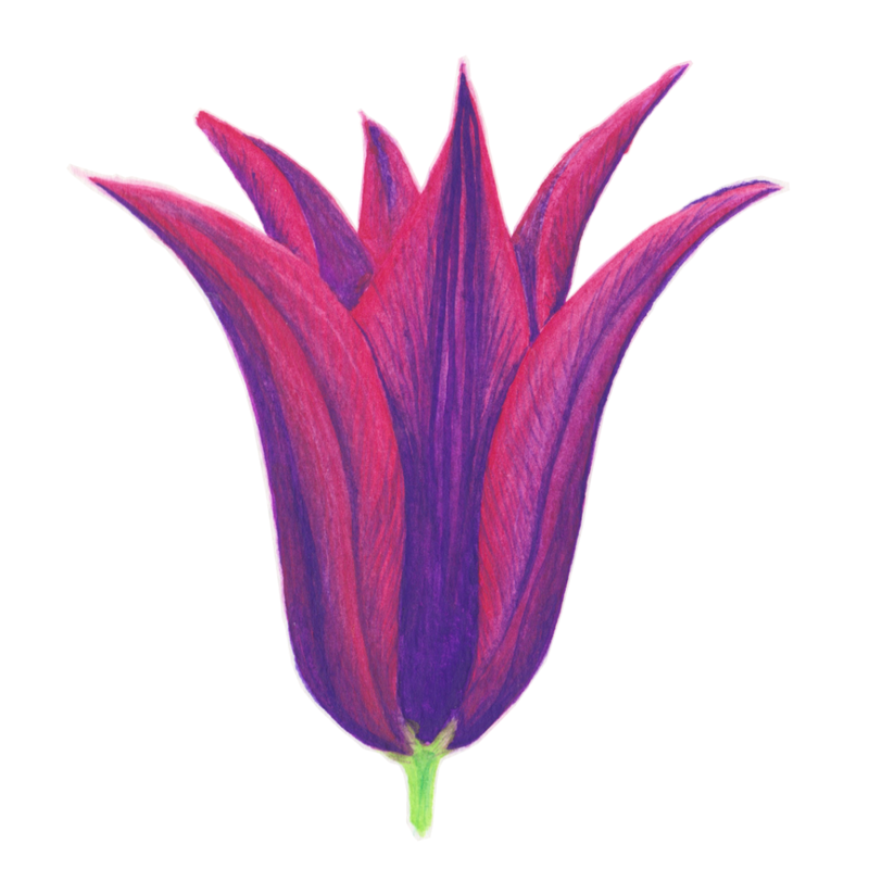 Watercolour painting of purple tulip.