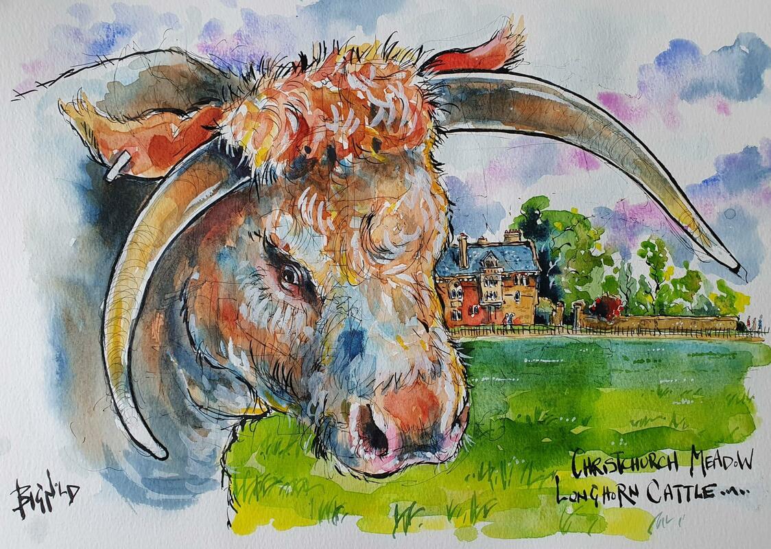 Longhorn Cattle, Christchurch Meadow, Oxford.