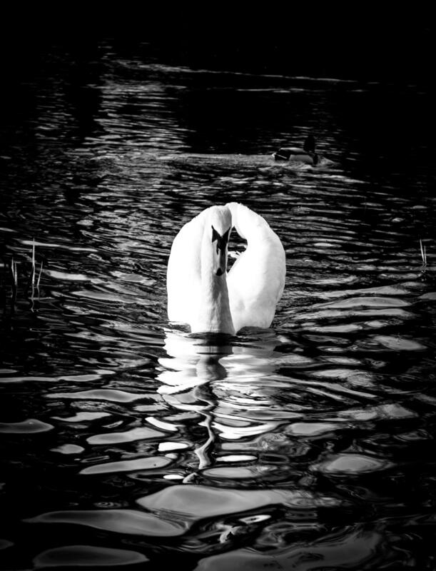 Grace of the swan in black and white