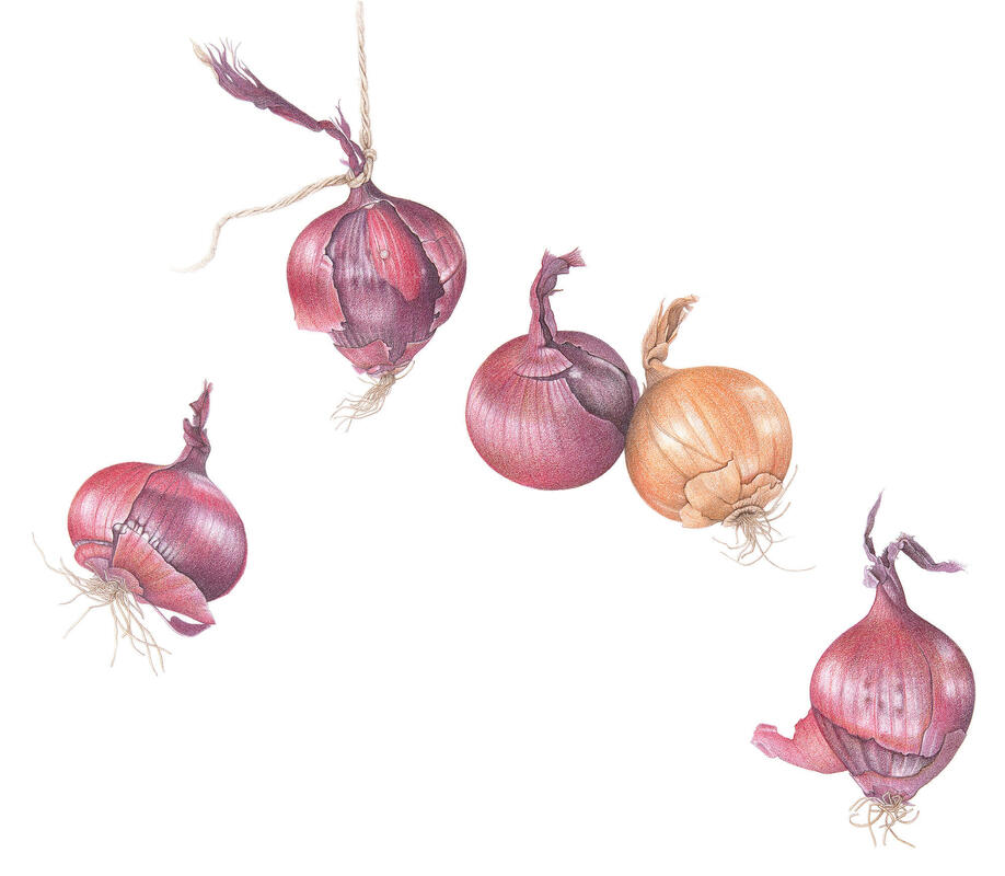5 Onions