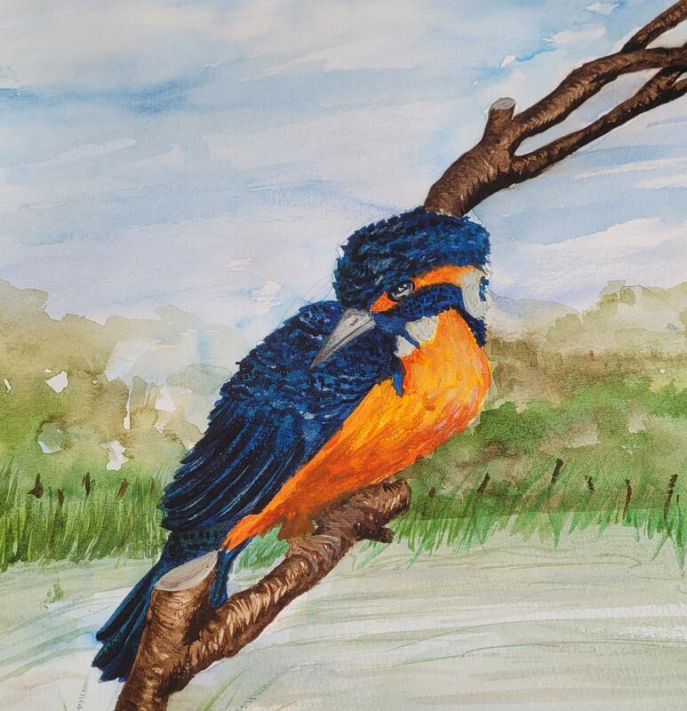Fernando the Kingfisher - watercolour and gouache