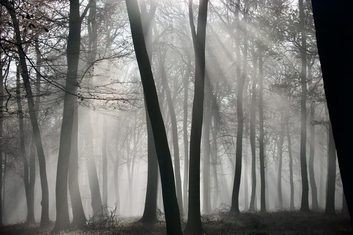 Foggy Woodland 
