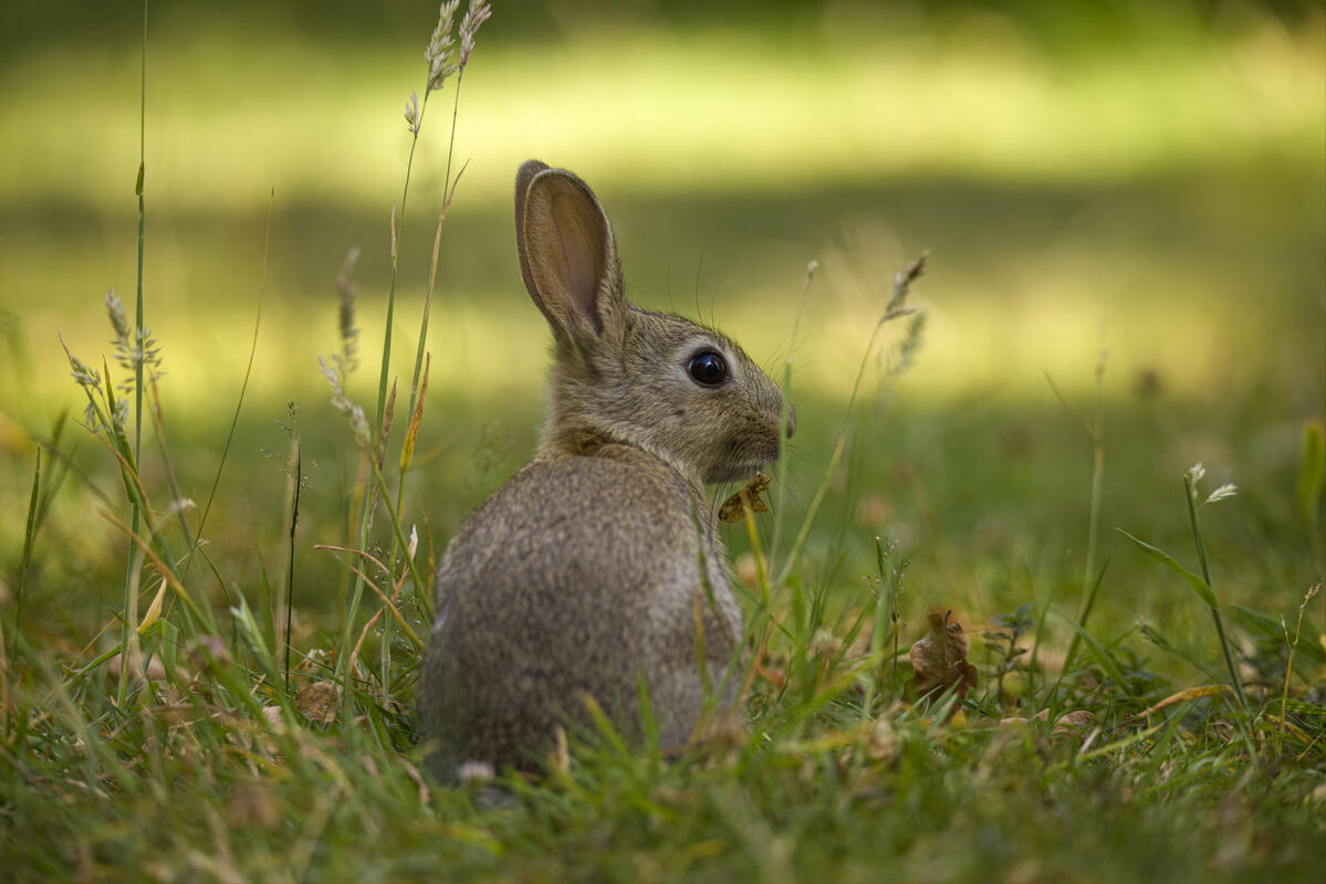 wild cottontail rabbit