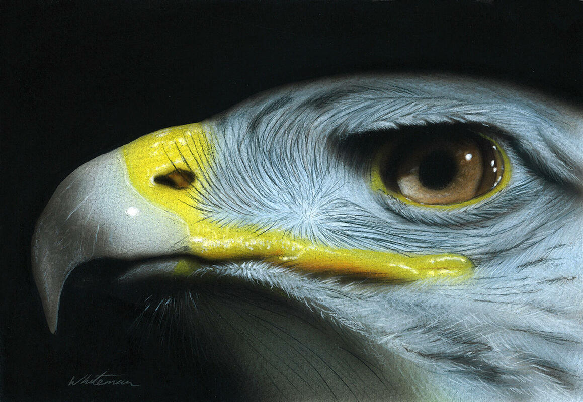 Eagle, acrylics on watercolour paper.