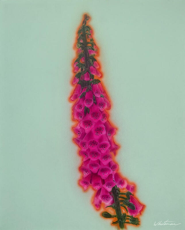 Foxglove, acrylic on watercolour paper.