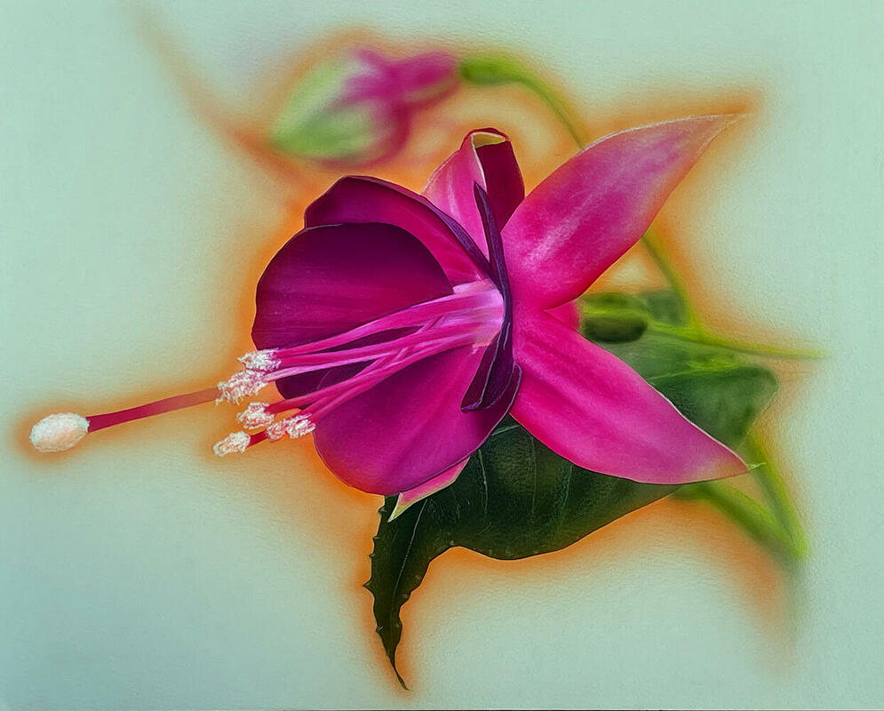Fuchsia, , acrylic on watercolour paper.