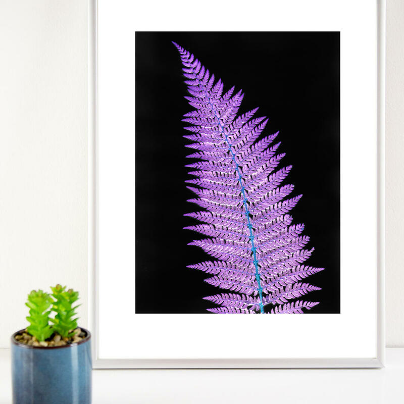 Photogram Style Botanical print Purple Fern on black