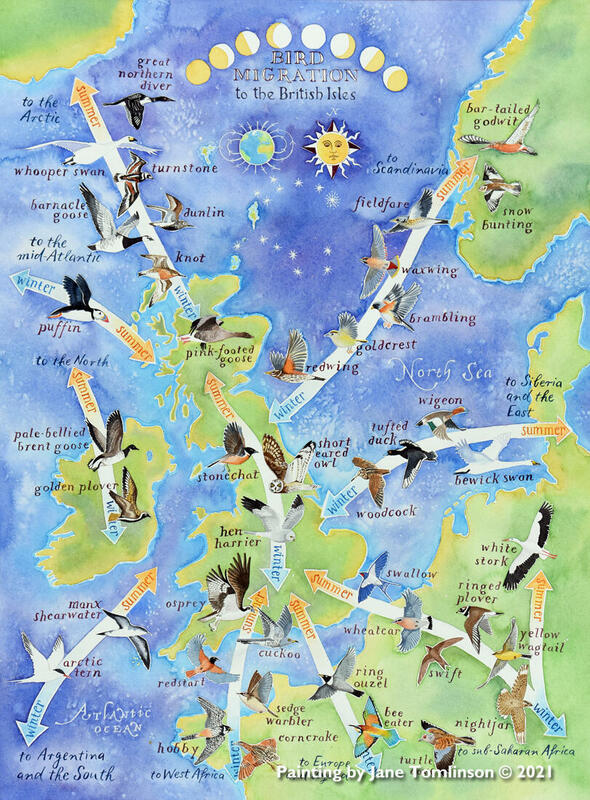 Bird Migration map - a painting that shows where the birds go