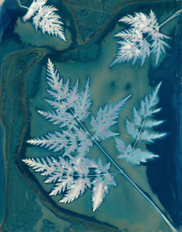 Cyanolumen Leaf Print