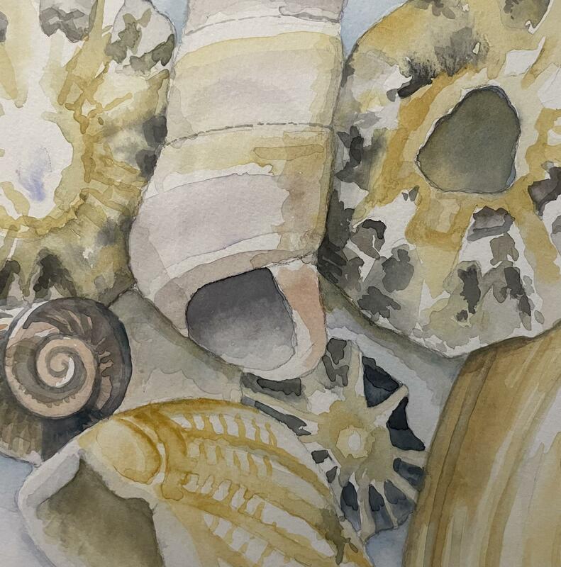 Watercolour shells