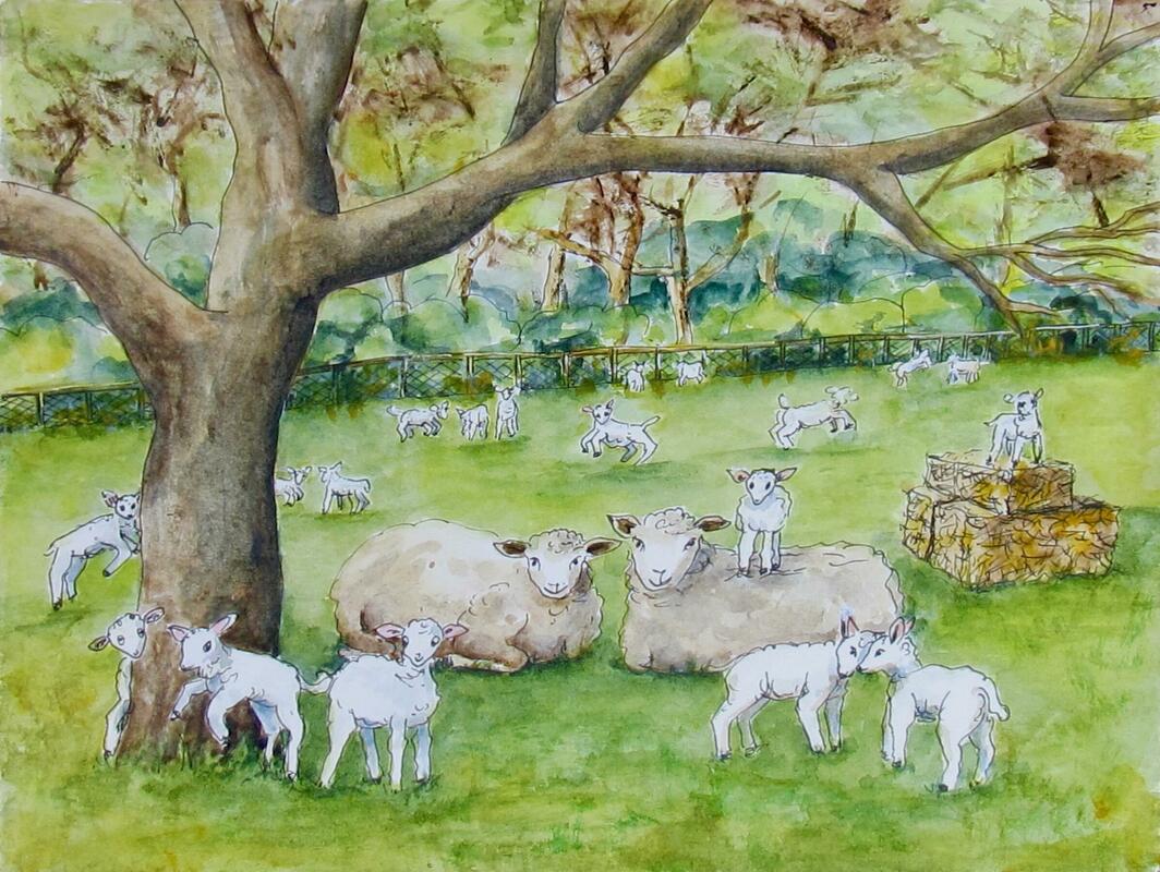 "Spring Sheep", watercolour and ink, 12" by 10", framed SOLD. Available as a limited edition giclee print, 10" by 8" when mounted, £14.