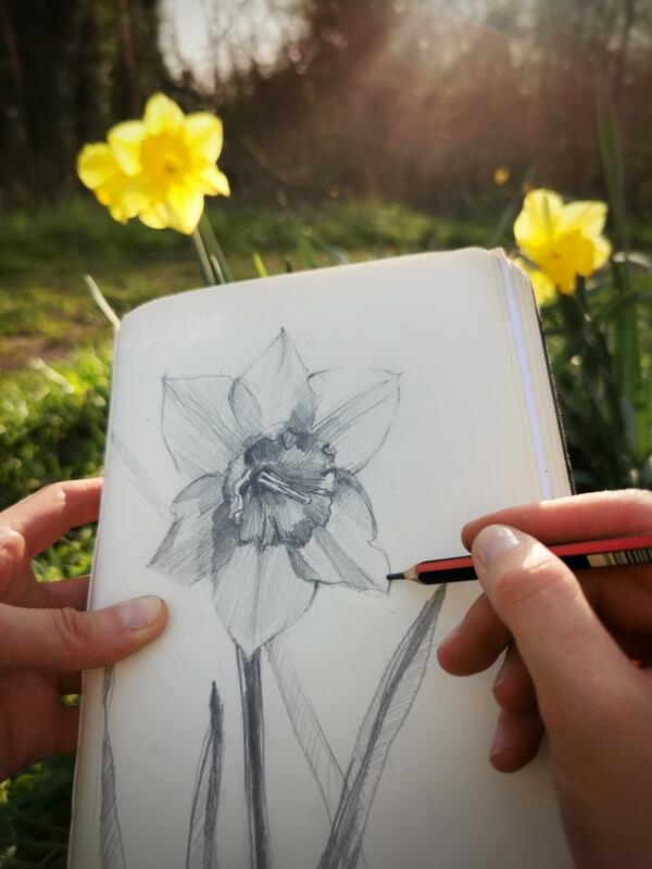 Daffodil sketch