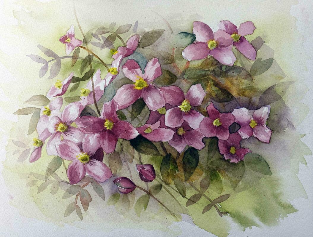 Watercolour of Clematis