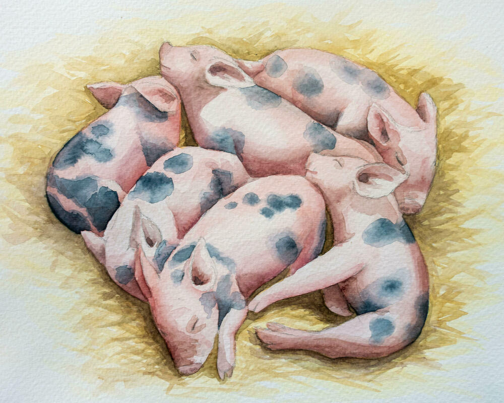 Watercolour of sleeping piglets 