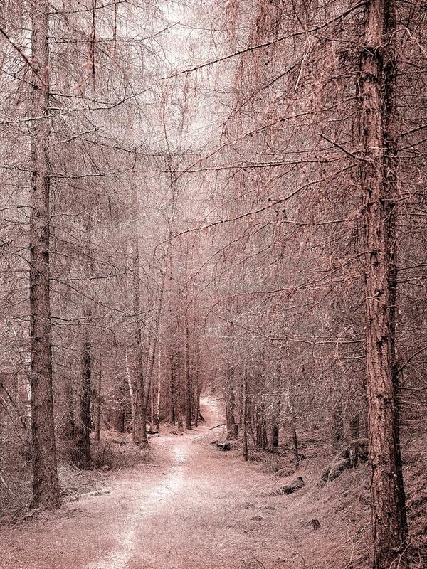 Red and white toned etching like photographic image of a path through trees