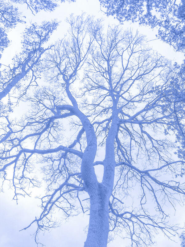 Blue toned image of etching like photograph of trees
