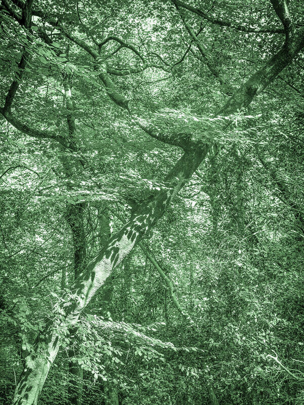 Green toned image of etching like photograph of trees