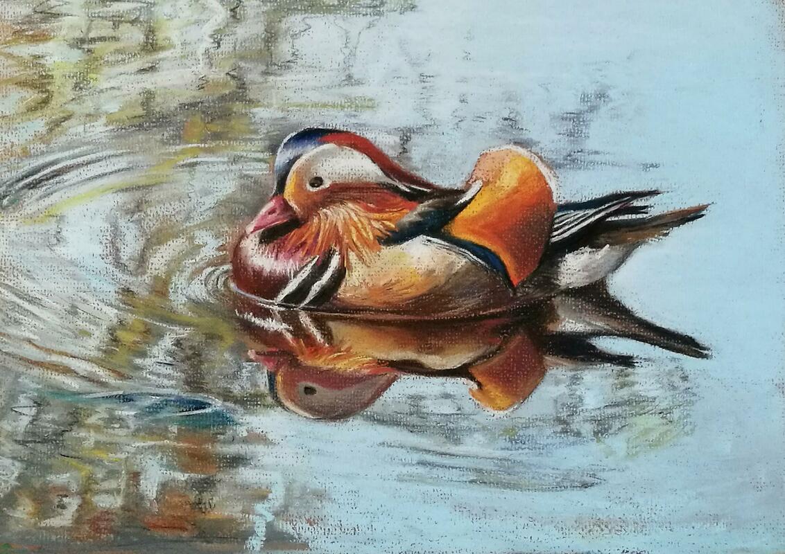 A Portrait in pastels of a Mandarin Duck by Rebecca Rason Flor Ferreira