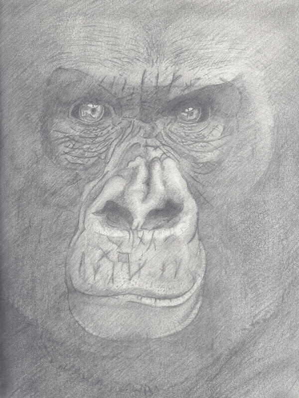 Gorilla - graphite on paper