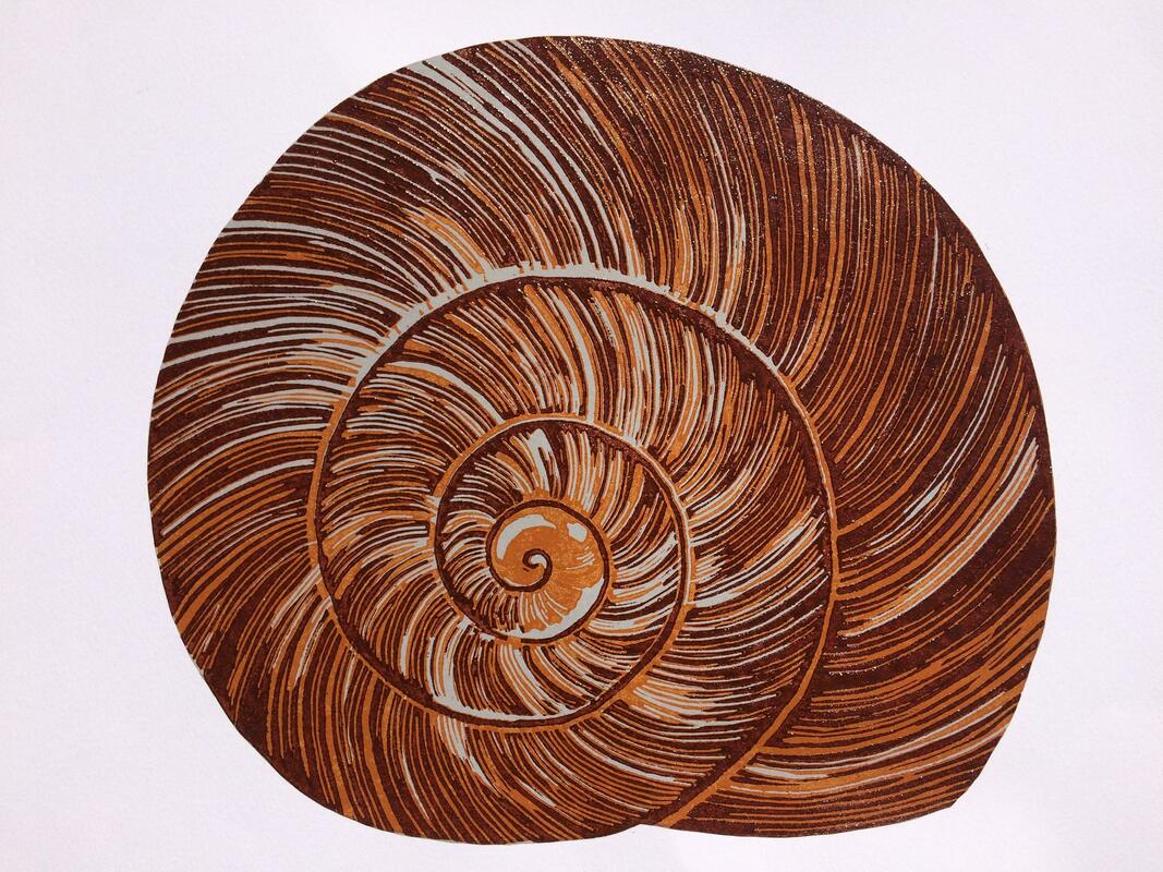 Snail Shell. A lino cut 