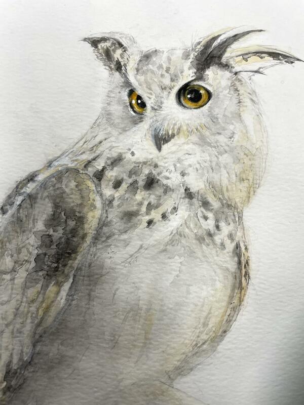Siberian Eagle Owl, watercolour