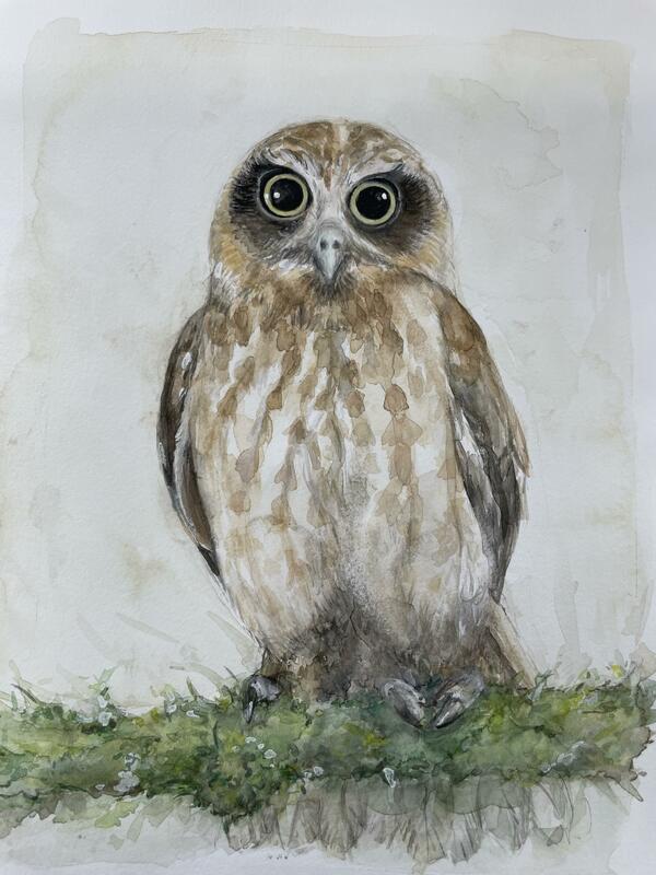 'Boobook Owl' watercolour 