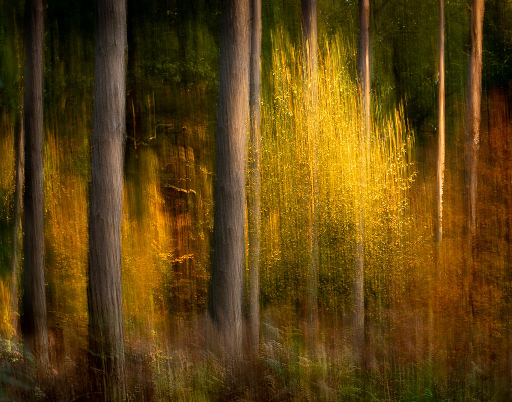 abstract wood, forest, trees, ICM, intentional camera movement