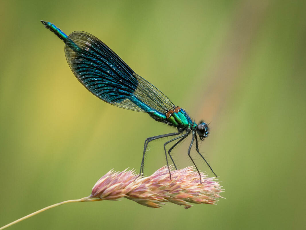 damselfly, insect
