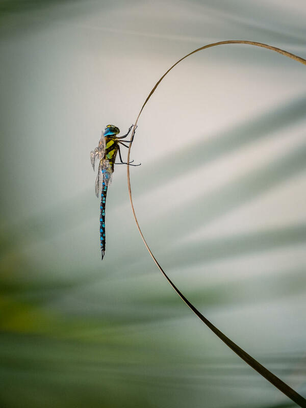 insect, dragonfly, reeds
