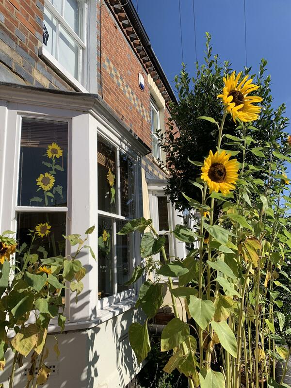 You Grew It - I Drew It. I painted on our windows, portraits of the Sunflowers growing in our front garden