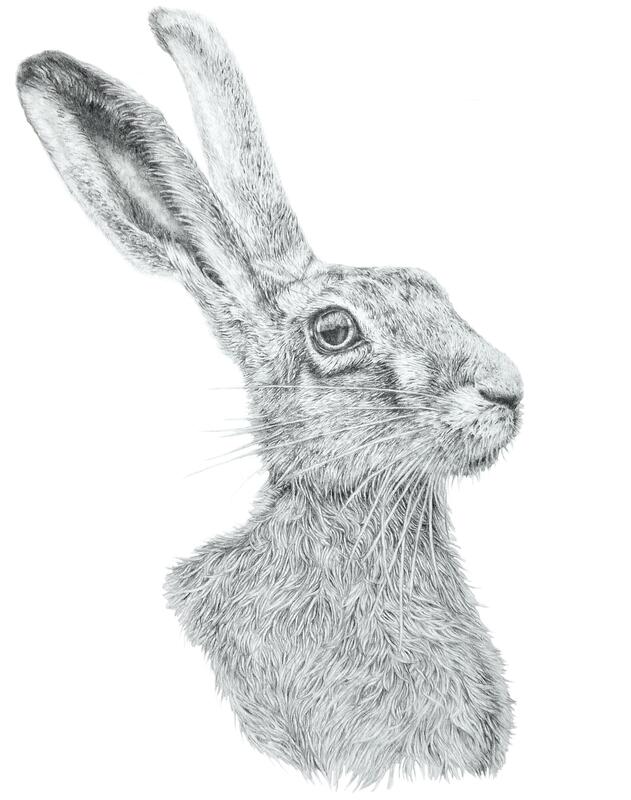 Hare, graphite, 2022, £320