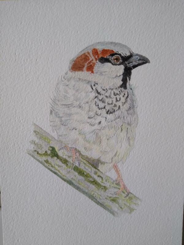 This little fellow started out as a failed photographic study. But made a good painting subject.  Painted in watercolours.