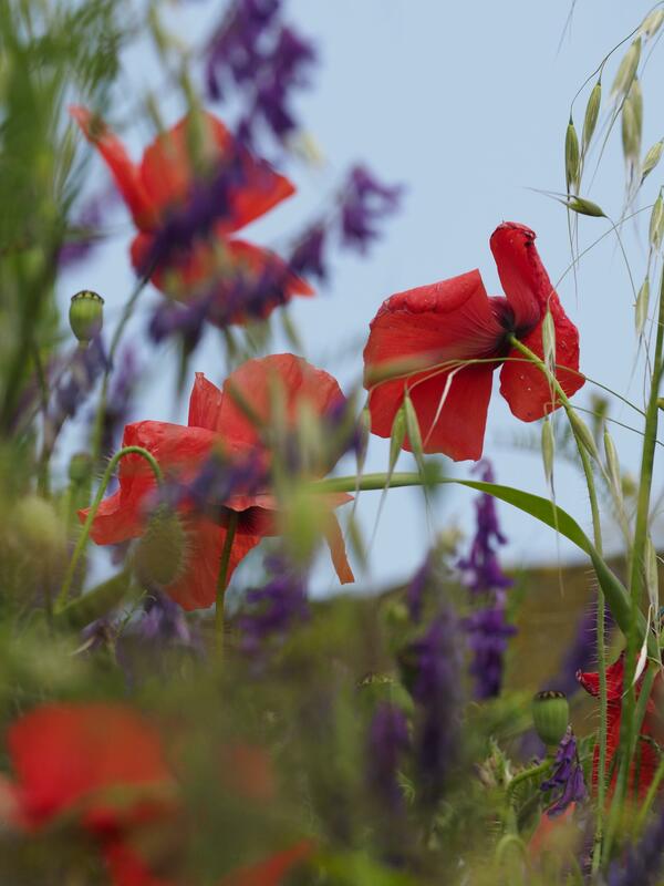 Field Poppy's. Taken near Bicester in Oxfordshire. 