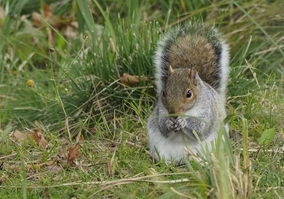 Lunchtime Snack. Grey Squirrel, photograph taken on Otmoor. Archival quality print and mount available.  