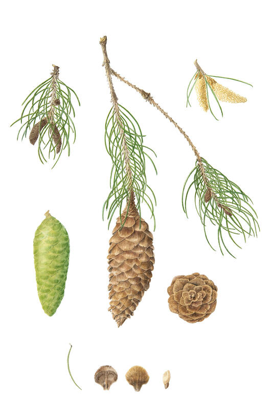 Himalayan Spruce. Painted for the Oxford Botanic Garden Florilegium. Giclée print.