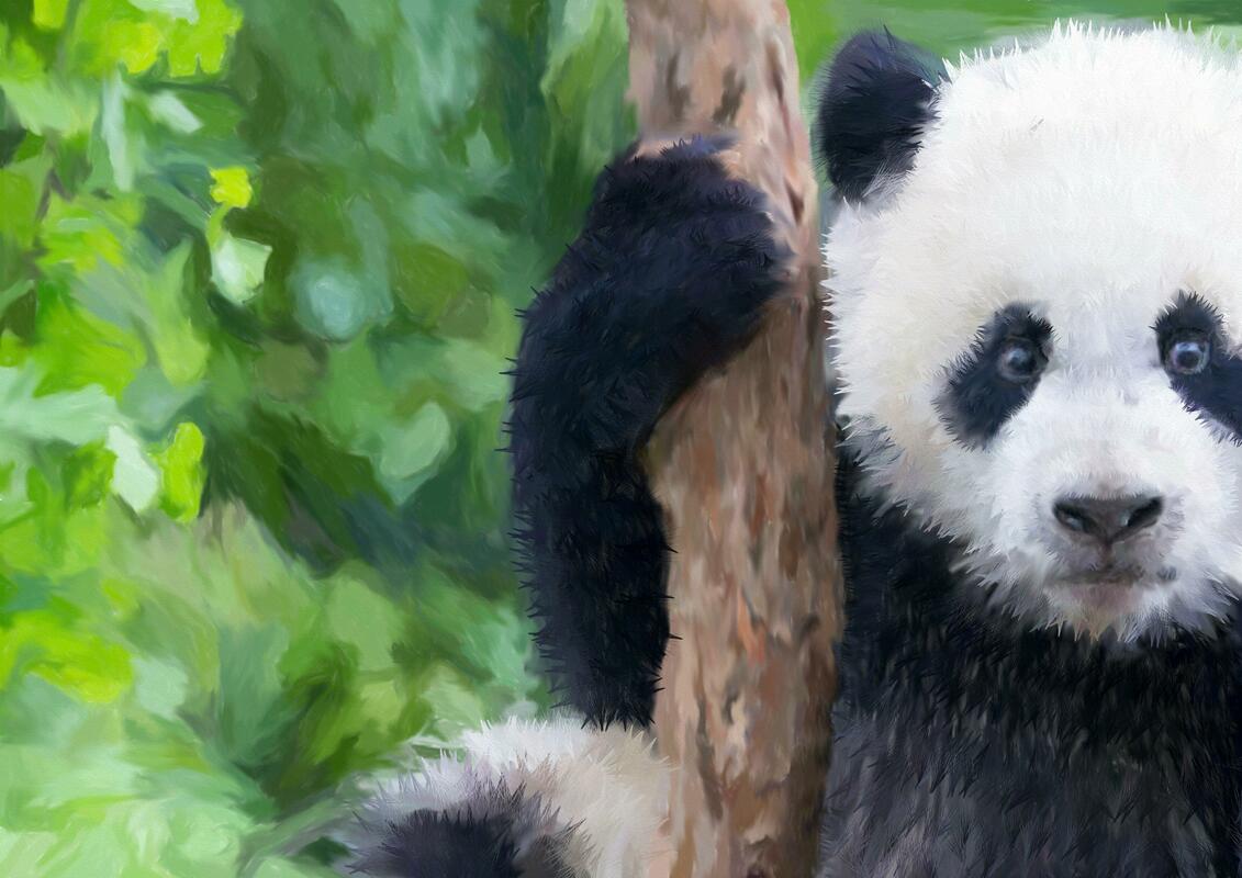 Panda Xiang Xiang - digital watercolour
