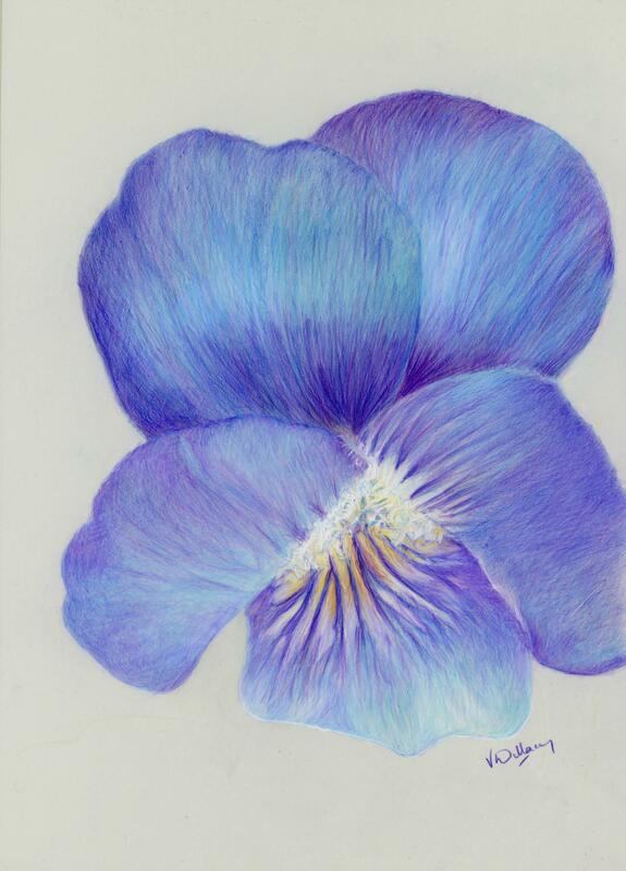 VIOLET (coloured pencil on drafting film)