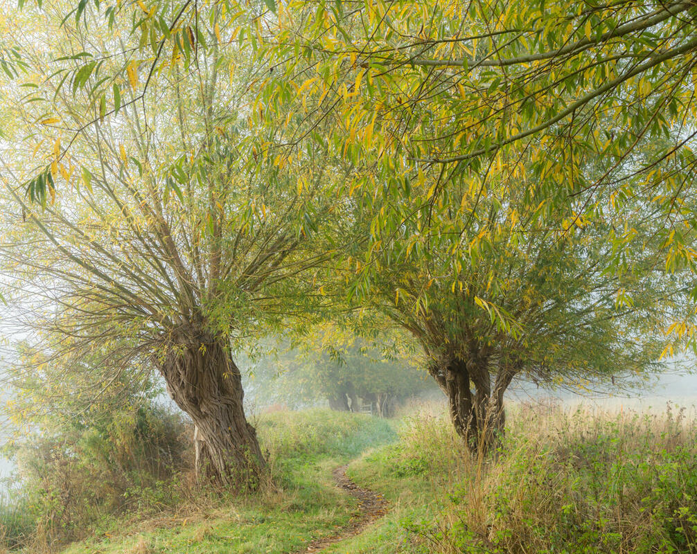 Through the autumn willows