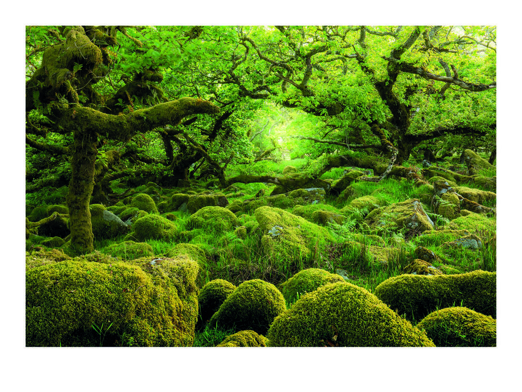 Enchanted – Wistman's Wood, Dartmoor